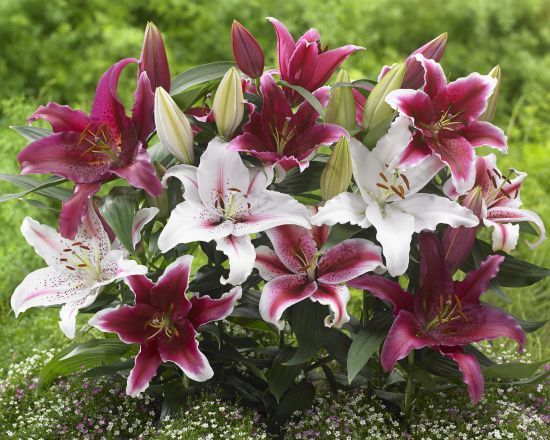 Lilium Lavon... stock photo by Visions, Image: 0981241