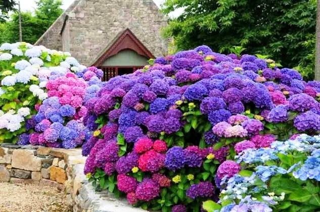 Купить Саженцы Гортензии крупнолистной Нико Блю (Hydrangea ...