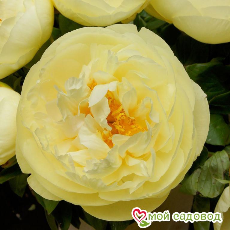 Paeonia Salmon Dream Пион Салмон Дрим