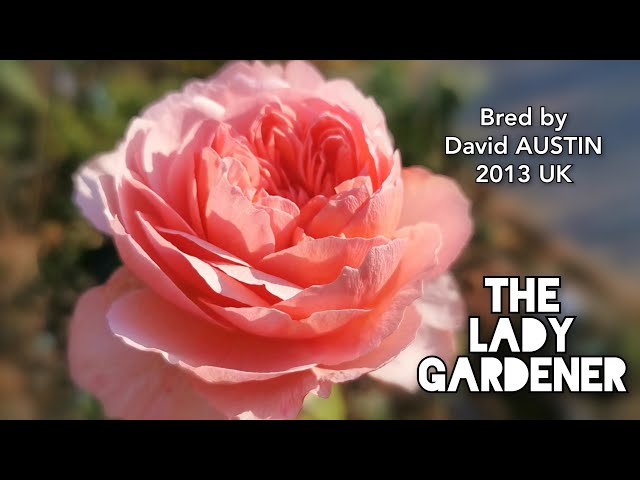 Buy The Lady Gardener - David Austin Roses Online | Penfield ...