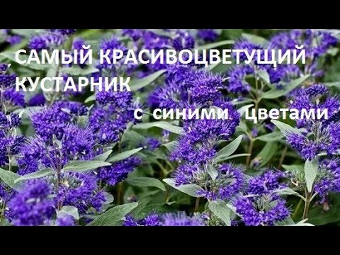 23 лучших растения с синими и голубыми ...