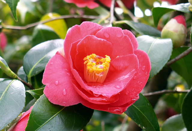 Камелия японская (Camellia japonica) белая