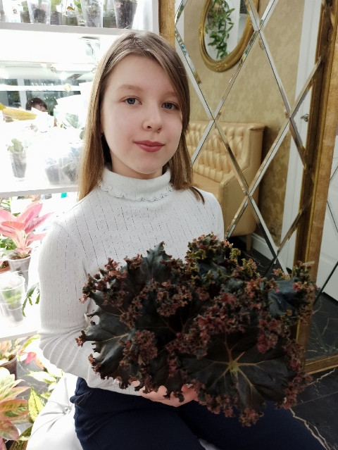 Begonia black fang - planta kan du köpa hos Plantanica