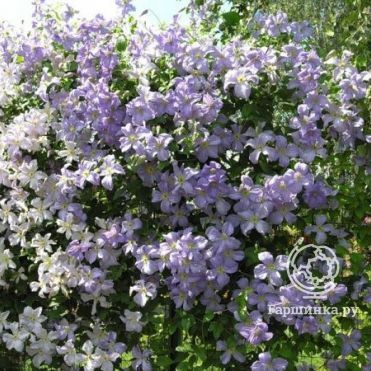 Gardens flowers