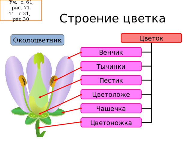 Клеточное строение растений - презентации по биологии