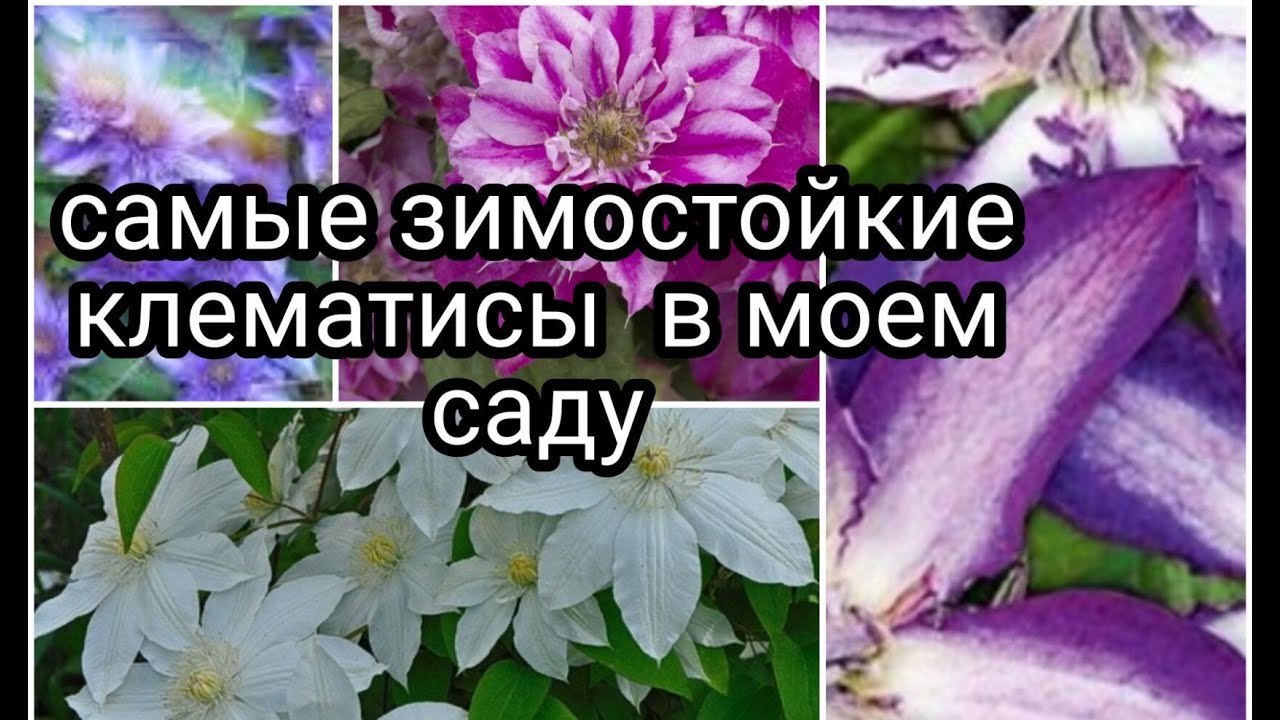 Клематис Жозефина