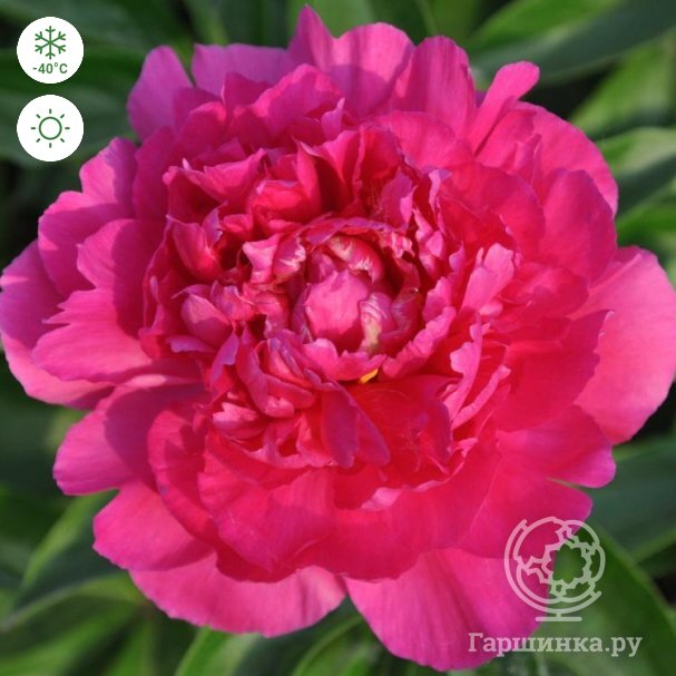 Felix Supreme' (Paeonia 'Felix ...