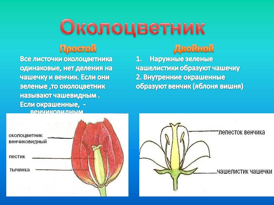 Комнатное растение в горшке FICUS MICROCARPA GINSENG арт ...