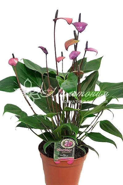 Buy Anthurium andraeanum 'Royal White Champion' Houseplant ...