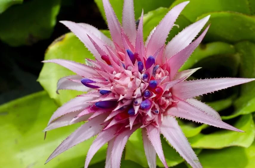 Как выращивать и ухаживать за Aechmea bracteata