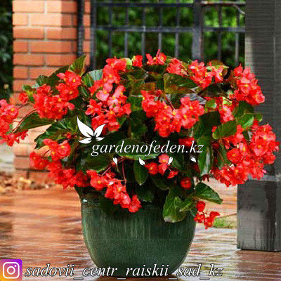 Begonia unscrupulous 'Megawatt Red Bronze Leaf'