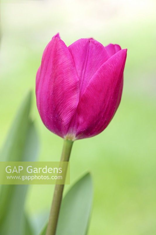 Tulipa 'Pink Ardour'... stock photo by Gillian Plummer, Image ...