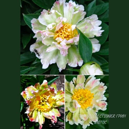 Пион Грин Лотус - Paeonia Green Lotus