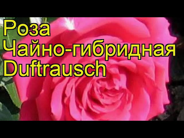 Роза чайно-гибридная Дуфтрауш: купить ...