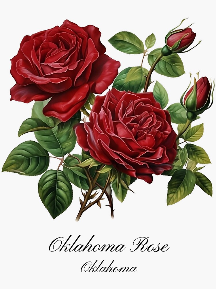 Rosa Oklahoma and True Sincerity Blooms : r/Roses