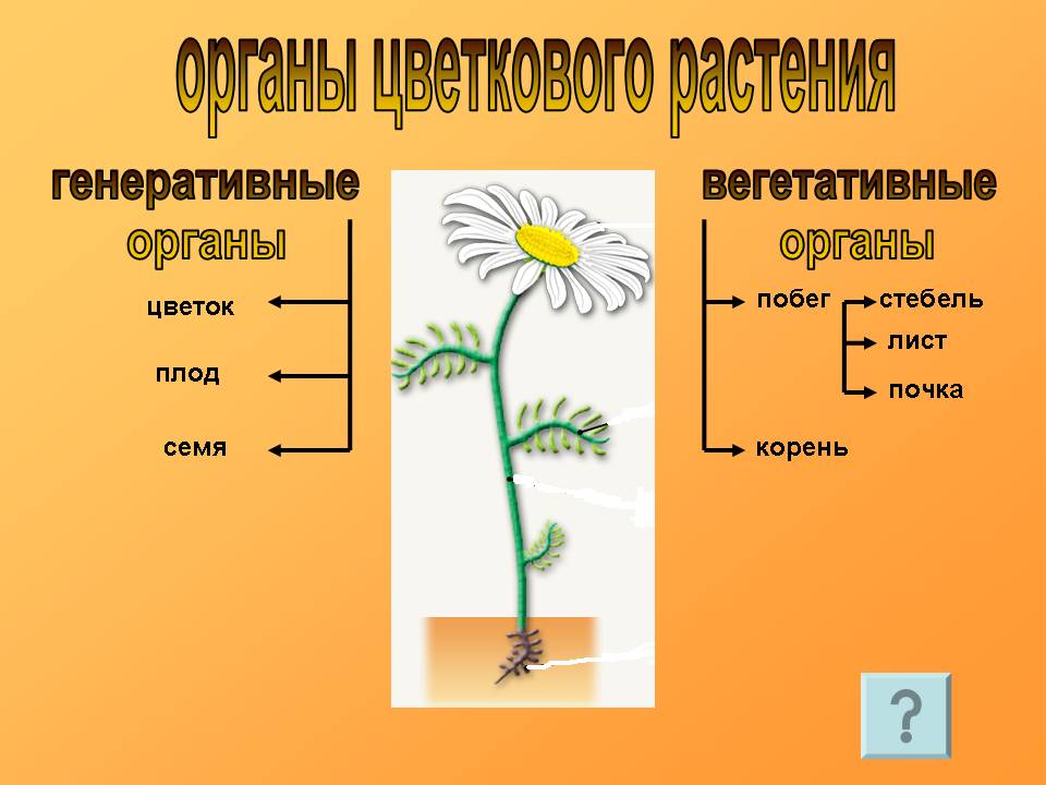 Презентация по биологии на тему: 