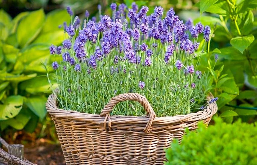 Лаванда узколистная Дварф Блю (Lavandula angustifolia Dwarf ...