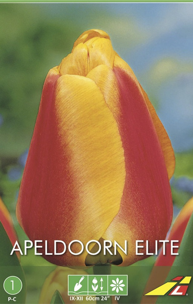 ꕤ Тюльпан Apeldoorn Elite • купить Тюльпан Apeldoorn Elite ...