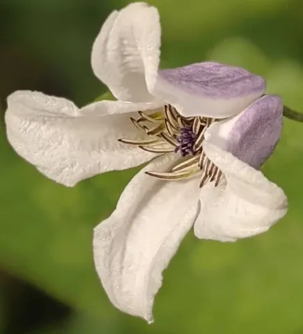 Emilia Plater - Clematis-Lozinka