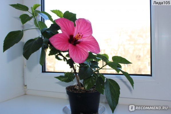 Гибискус махровый (Hibiscus rosa-sinensis) или китайская роза ...