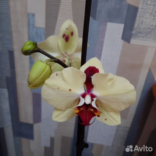 Орхидея Phal. Exotic Punch - купить ...