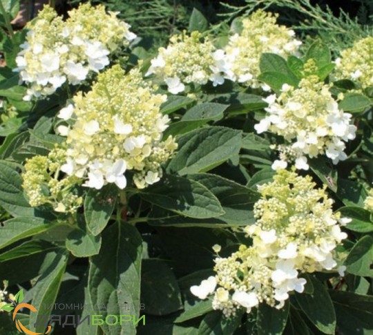 Hydrangea paniculata `Baby Lace ...