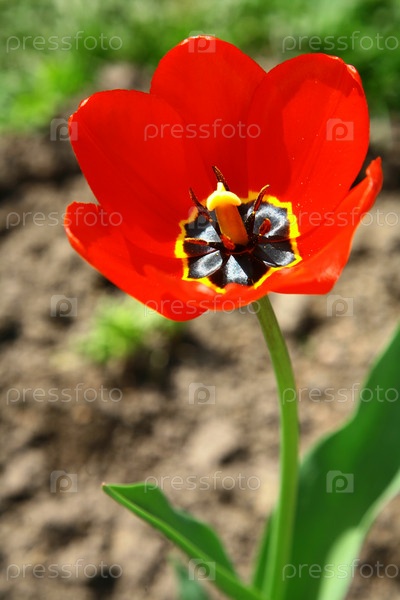 tulip, тюльпаны белые фото крупным ...