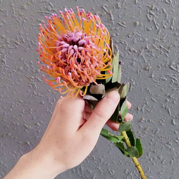 Leucospermum cordifolium 'Ayoba Orange ...