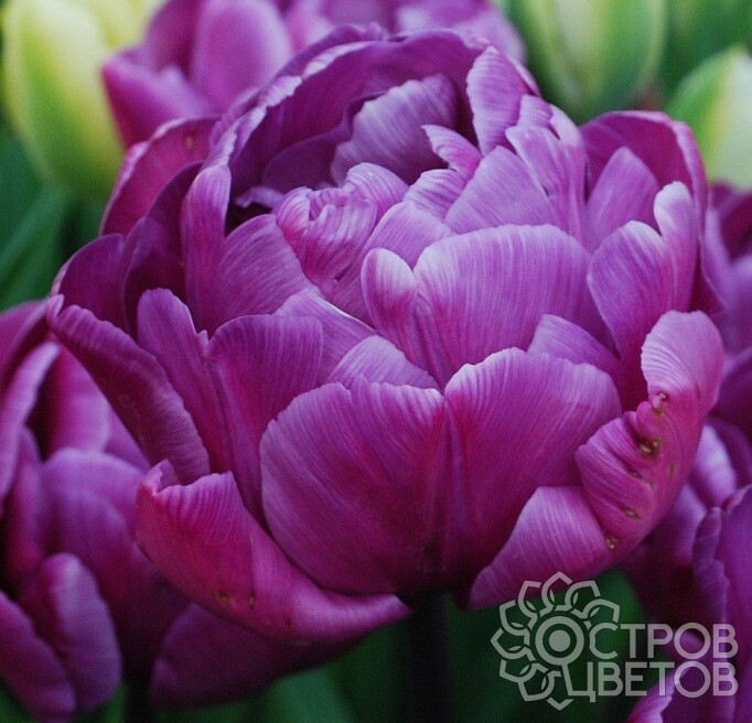 Tulipa 'Blue Diamond' op vasteplant.be