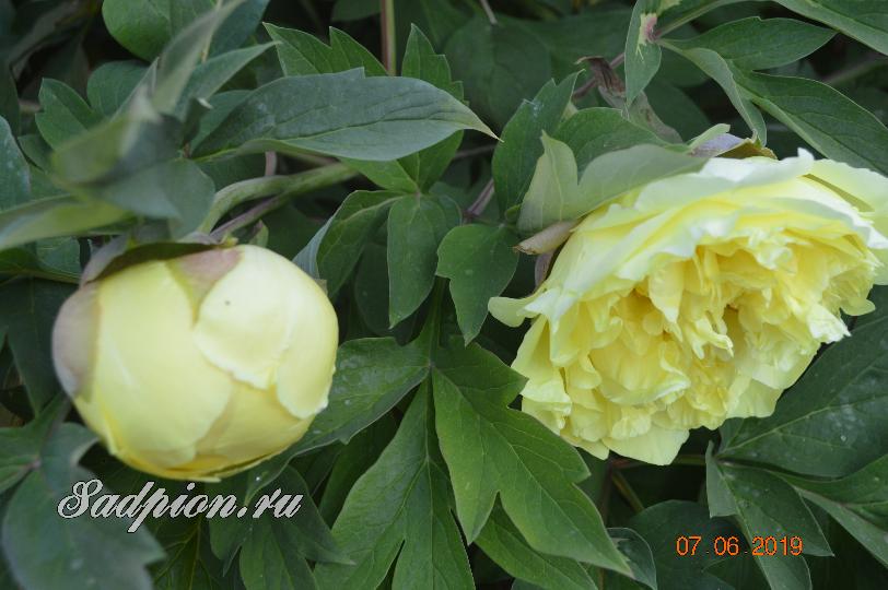 Paeonia 'Yellow Crown' (Itoh) – Esveld Shop