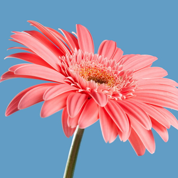 Gerbera Flori Line Maxi Hot Pink Seeds - The Climbing Fig