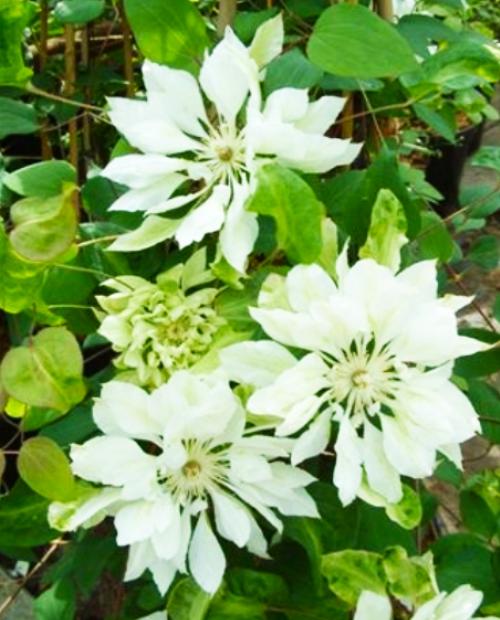 Clematis hybriden Proteus ...