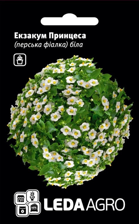 Фиалка Grog #plants #цветы #flowers - YouTube