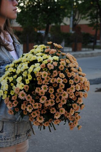 Роза флорибунда Сириус (Rosa Floribunda Sirius) ОКС осень ...