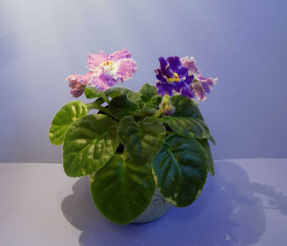 African Violet Marzena R