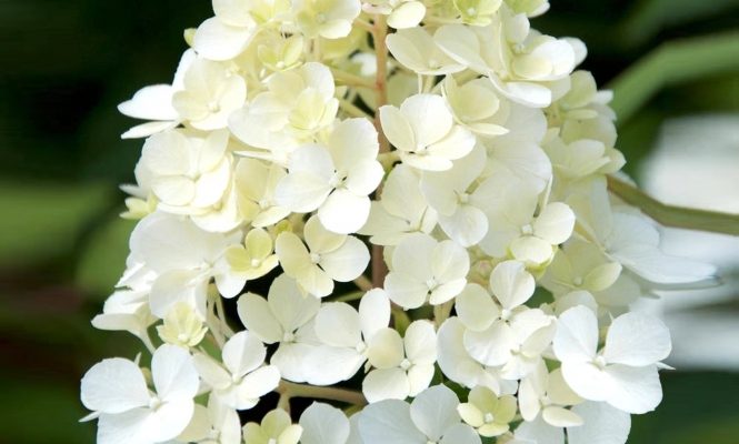 Гортензия метельчатая Фантом Hydrangea paniculata Phantom ...