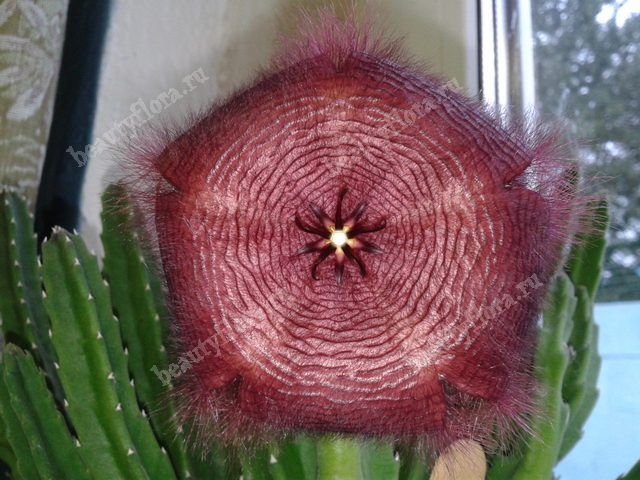 Стапелия Stapelia