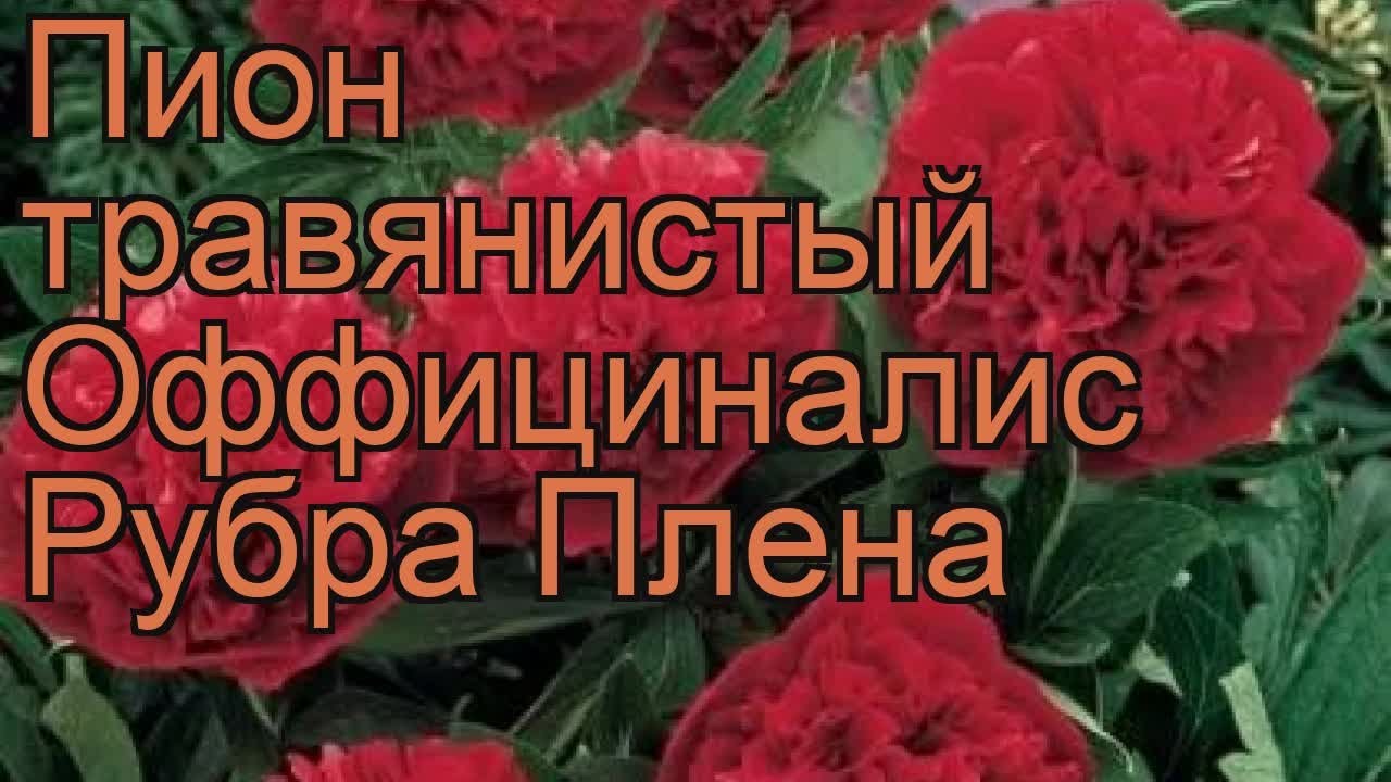 Рубра Плена – гибрид тонколистного пиона с махровыми бутонами ...