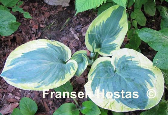 Купить Луковичные цветочные культуры Hosta в интернет ...