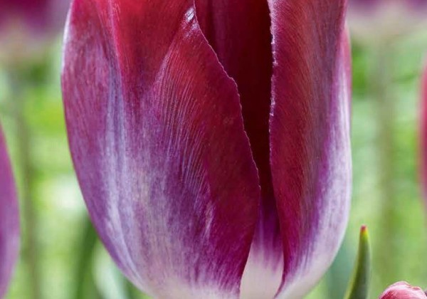 Royal Mixed Tulips | Buy Tulip Bulbs | Bulbs Direct NZ