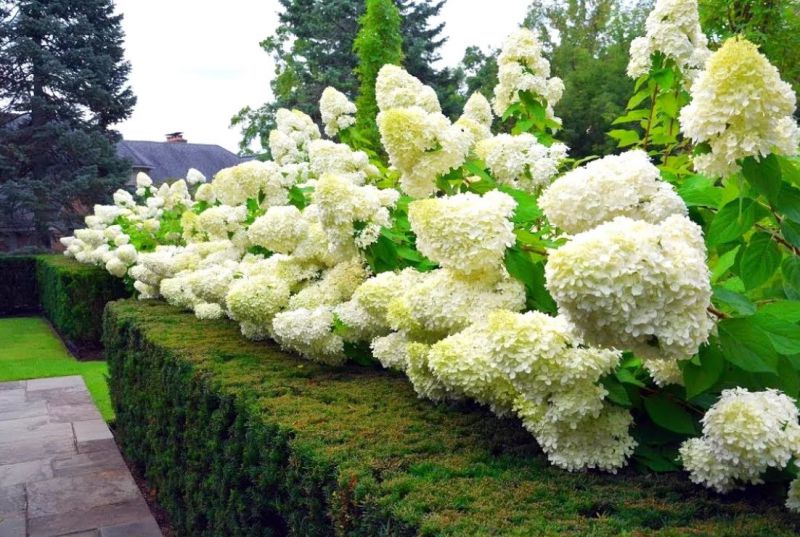 Hudrangea paniculata 