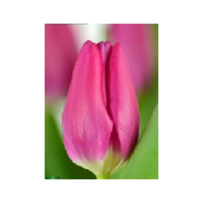 Tulipa 'Pink Impression'®