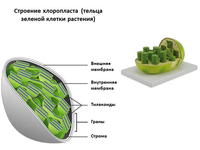 Презентация по биологии , 6 класс УМК ...