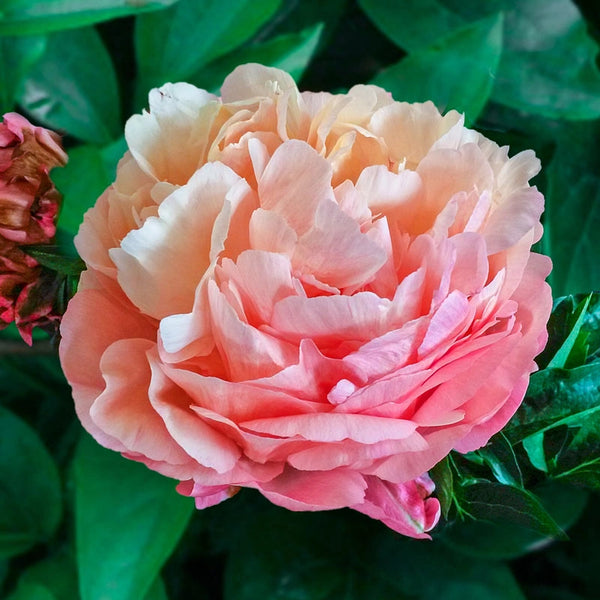 Пион травянистый 'Пинк Гавайн Корал' / Paeonia 'Pink Hawaiian ...