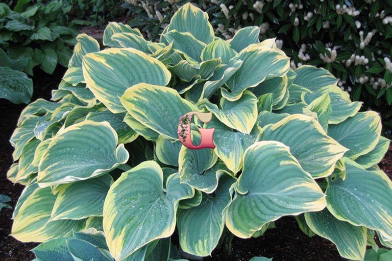 Хоста Грейт Эскейп Hosta Great Escape С2 Купить в СПб