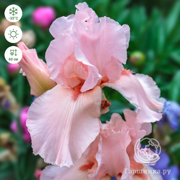 Pink Attraction | Tall Bearded Iris – Schreiner's Gardens