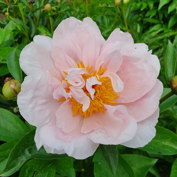 Paeonia Pink Vanguard - Peonies - My Peony Society