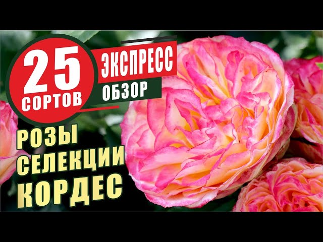 Интернет-магазин садовода ДЕЛЁНКА - Роза Sweet Honey (Свит ...