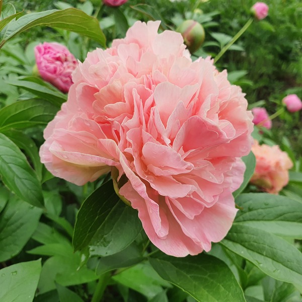 Paeonia Lois Choice Пион Лоис Чойс