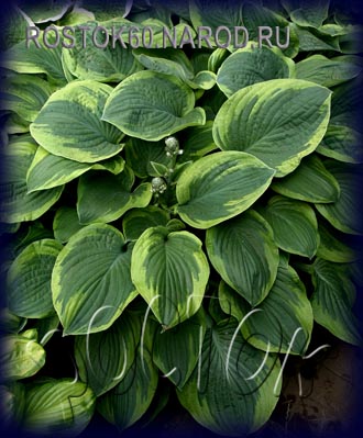 Hosta.com.ua. Хоста Atlantis (Атлантис): описание, фото, саженцы